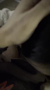 小狗完美口活舔